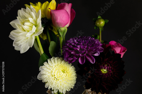 Dahlia. Bouquet. Single. Flower. Daisy Family. Flower Head photo