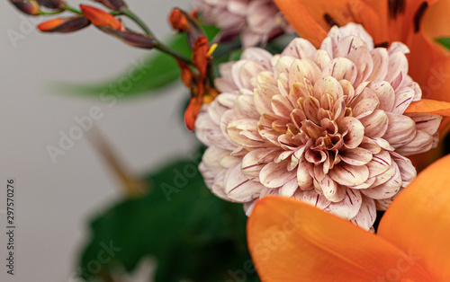 Dahlia. Flower. Single Flower. Daisy Family. Flower Head photo