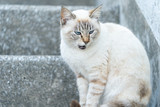伊良湖の猫