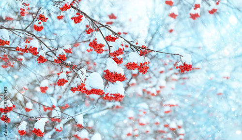 Rowan tree in snow. beautiful winter landscape with snowy bunches of Red rowan berries. winter scene with frozen trees, natural abstract background. winter festive season. cold frozen weather. photo