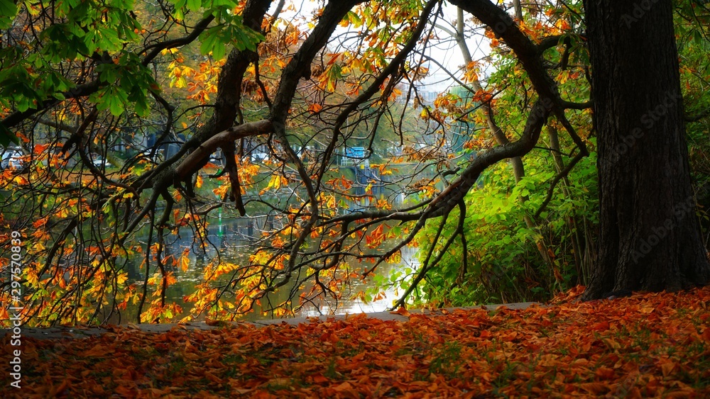 Obraz premium autumn in the park