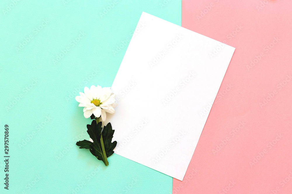 White chrysanthemum with copy space on a mint and pink background White chrysanthemum with copy space on a mint and pink background