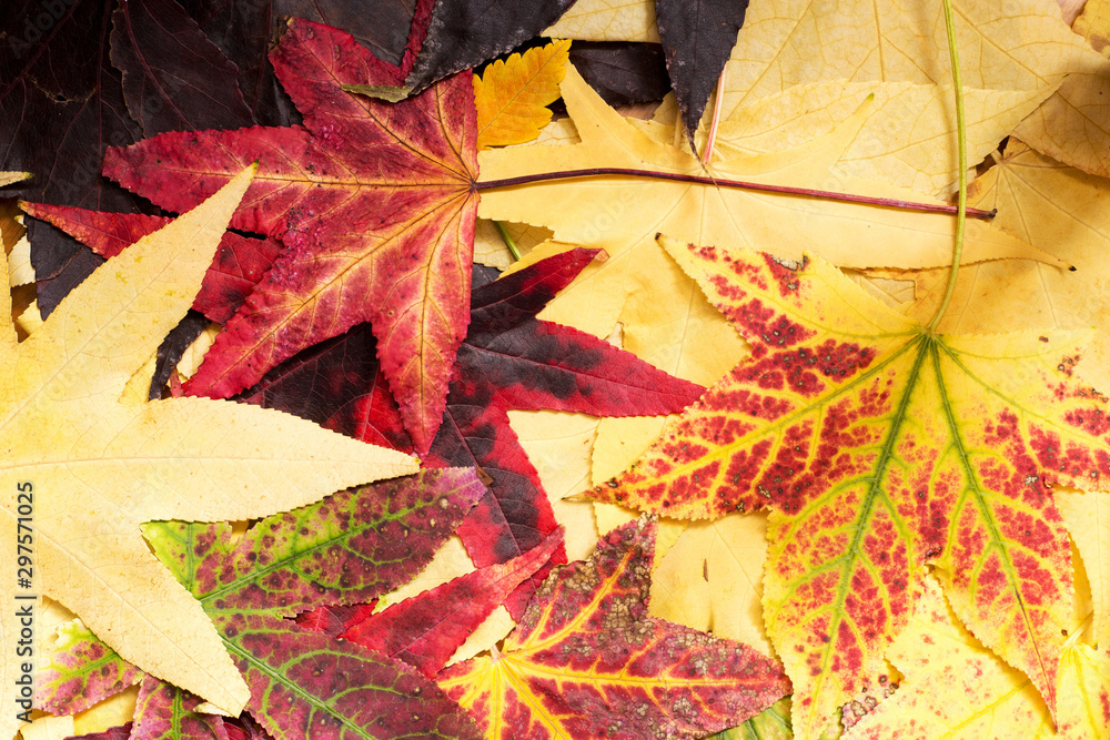 Fototapeta premium Bunch of colorful autumn maple leafs