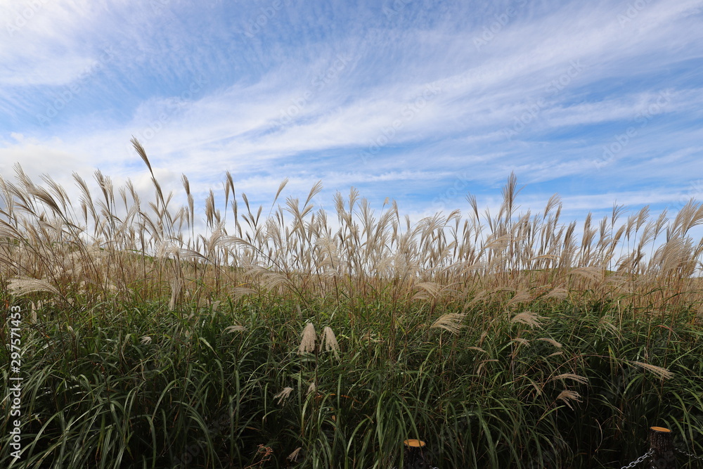 Fototapeta premium 曽爾高原のすすき