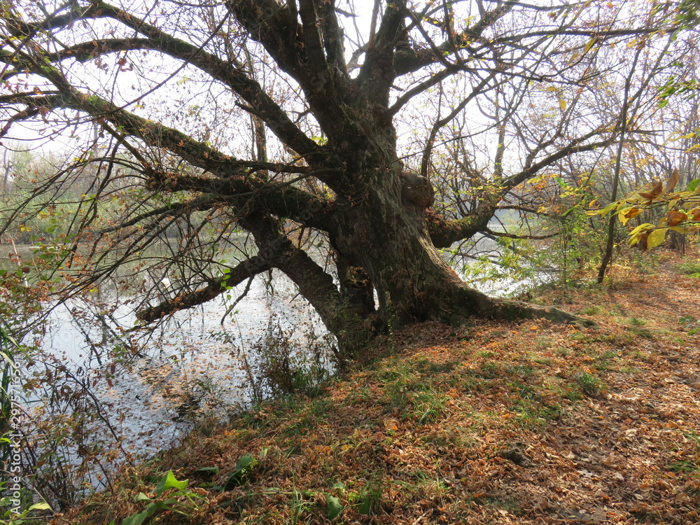 Carska bara Nature reserve Zrenjanin Serbia landscape in the autumn
