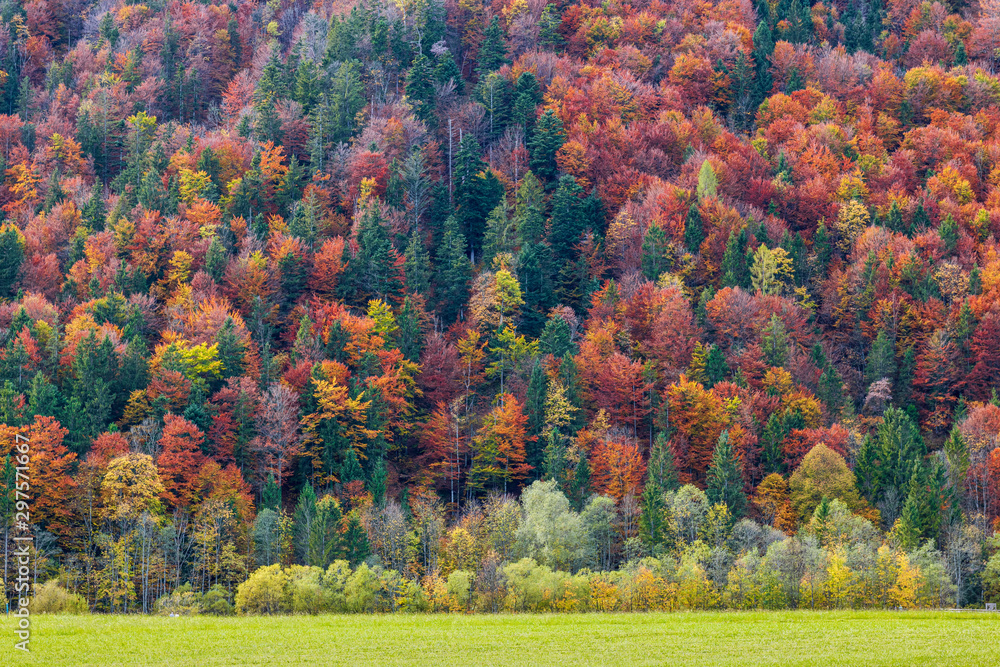 Beautiful autumn forest landscape