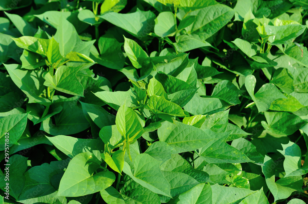 Green sweet potato leaves in growth at filed Green sweet potato leaves in growth at filed