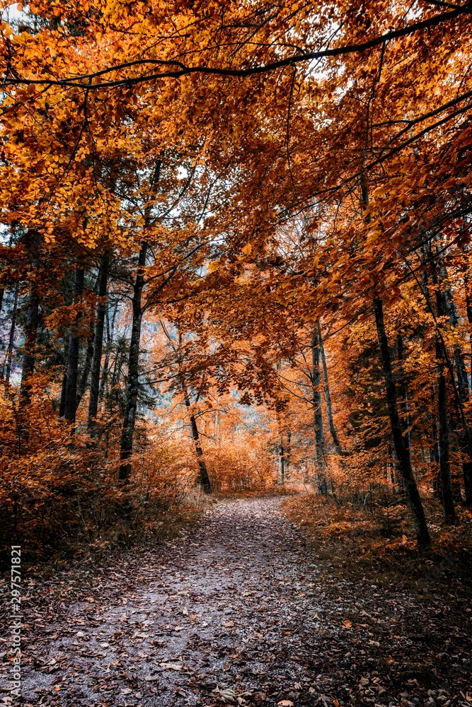 Footpath in scene autumn forest nature.