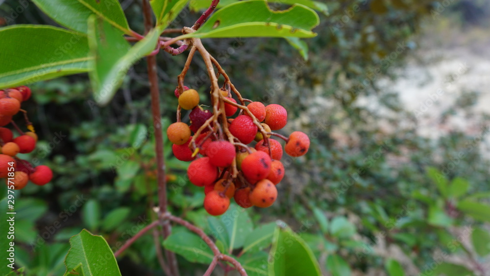 forest berries 