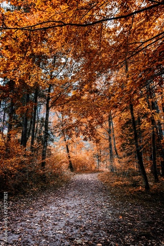 Footpath in scene autumn forest nature.