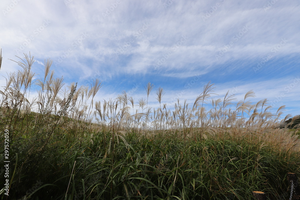 Naklejka premium 曽爾高原のすすき