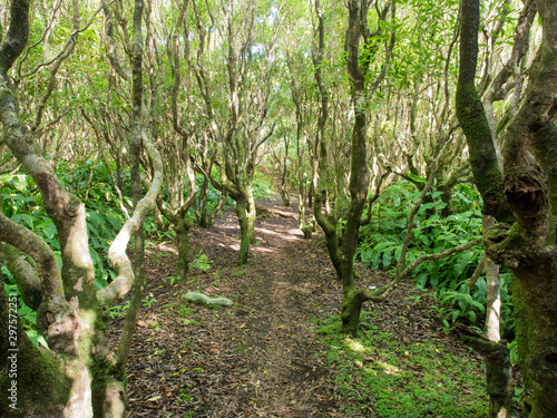 Cabaco do Canto hike through the forest on Faial Island, Azores Archipelago photo