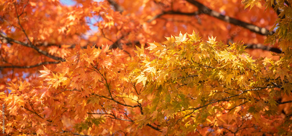 Autumn Red Maple Leaves with copy space background. Autumn Red Maple Leaves with copy space background.