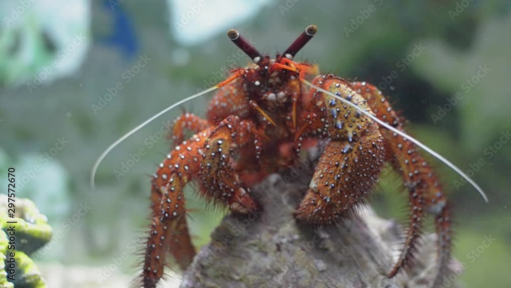 White spotted Hermit crab which is one of the most colorful hermit crabs that spend their lives in empty gastropod shells. White spotted Hermit crab which is one of the most colorful hermit crabs that spend their lives in empty gastropod shells.