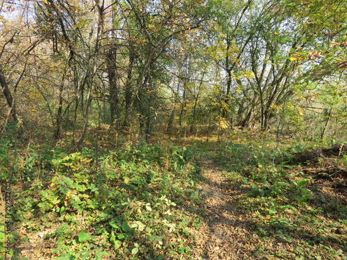 Carska bara Nature reserve Zrenjanin Serbia landscape in the autumn