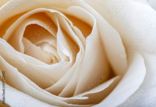 White rose as background