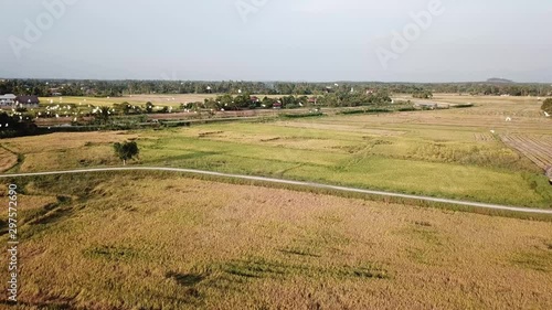 Aerial view white egrets fly at Kubang Semang, Pulau Pinang. photo