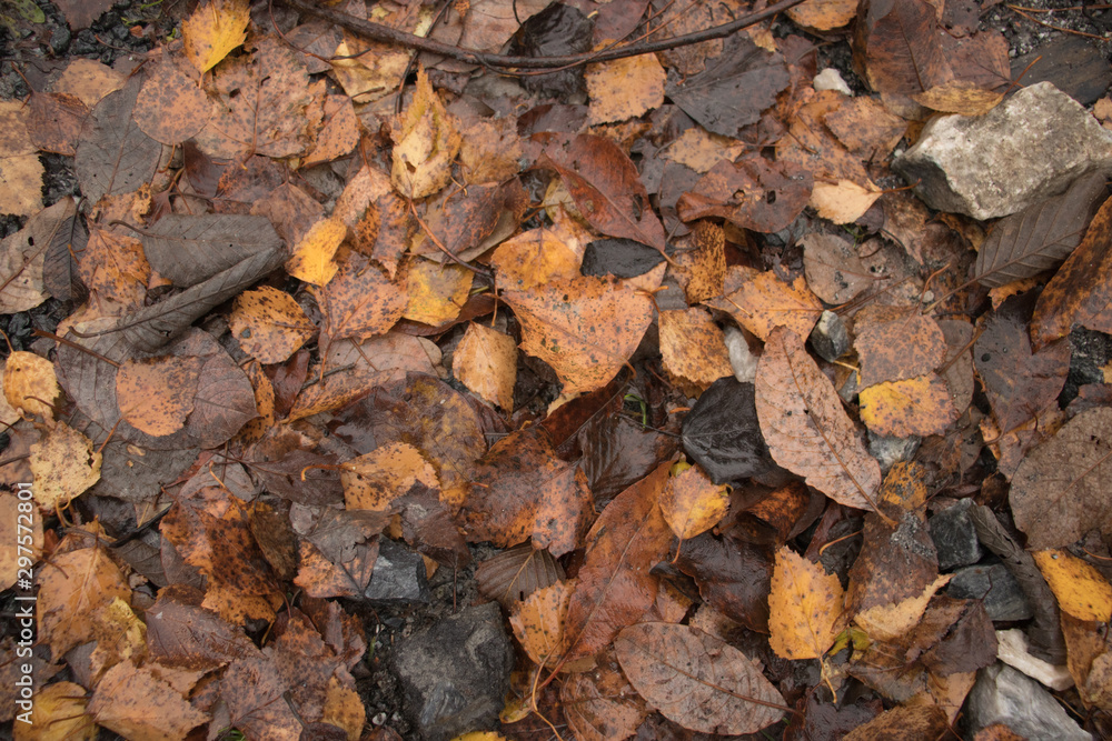 autumn foliage autumn foliage
