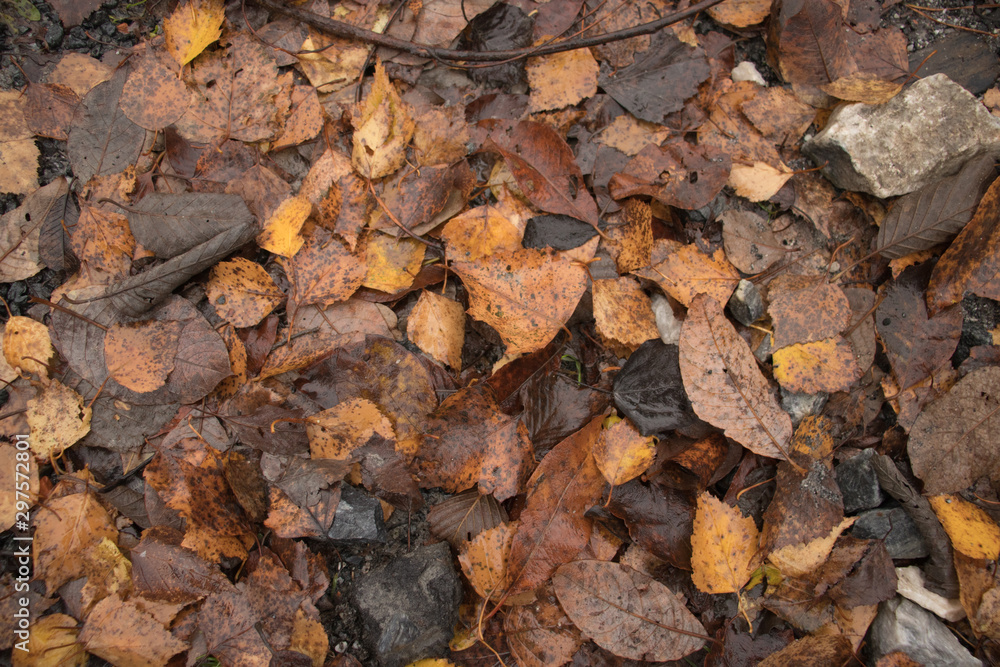 autumn foliage