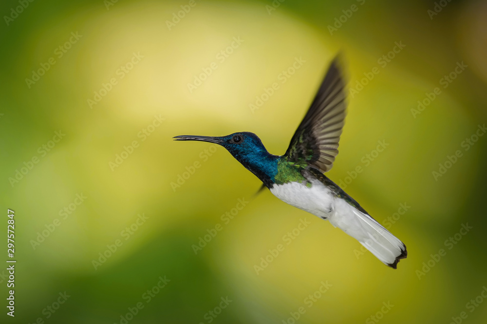 Fototapeta premium The hummingbird is soaring and drinking the nectar from the beautiful flower in the rain forest environment. Flying White-necked jacobin, florisuga mellivora mellivora with nice colorful background.