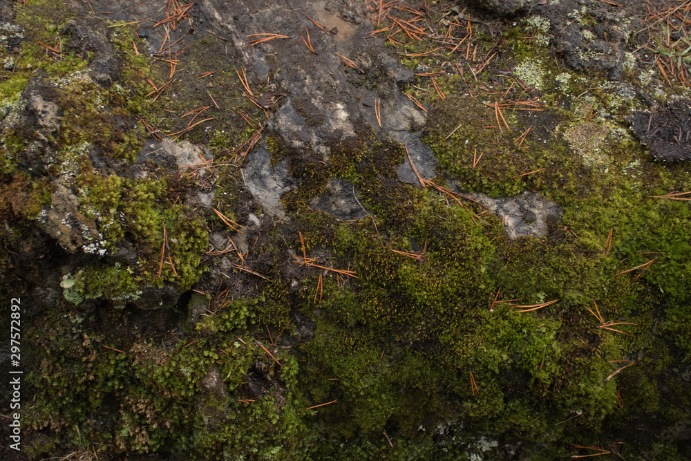 moss on the stone