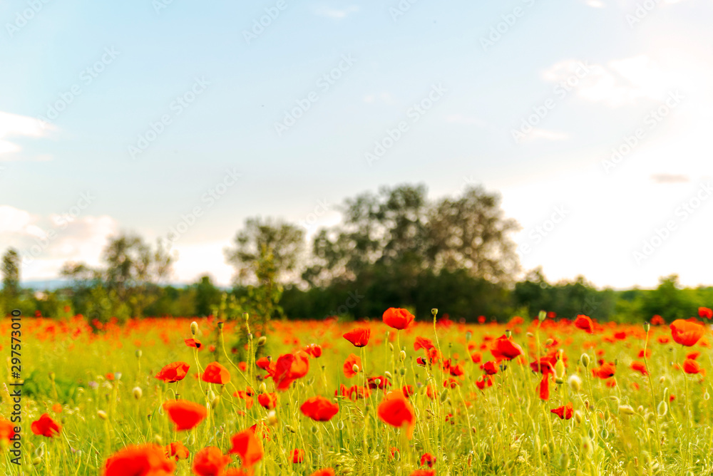 Booming poppies in a field on sunset