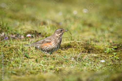 Turdus iliacus, Redwing The bird is standing on the ground in nice wildlife natural environment of Iceland..