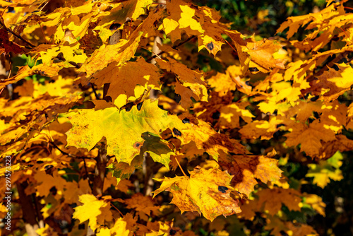 Ahornbl  tter leuchten golden im Herbstlicht