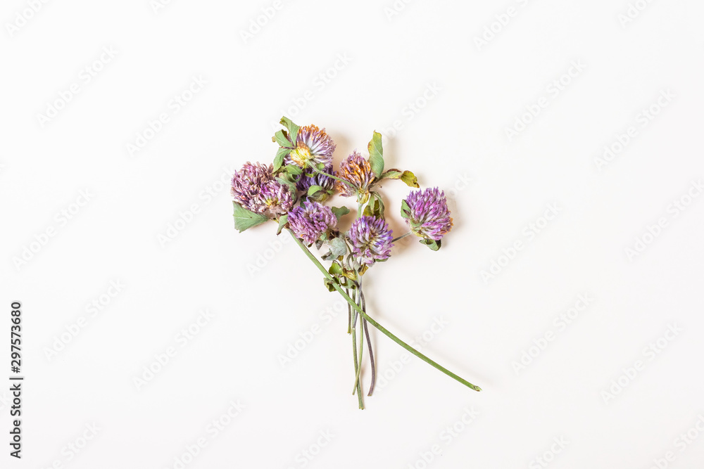 Obraz premium Bouquet of dried purple clover flowers. The concept of collecting medicinal herbs and flowers, herbarium. Minimalism, light background, top view, flat lay. Place for text.