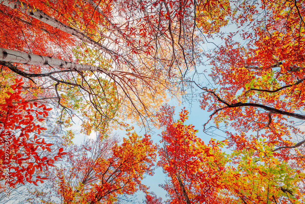 Beautiful autumn forest, view up Beautiful autumn forest, view up