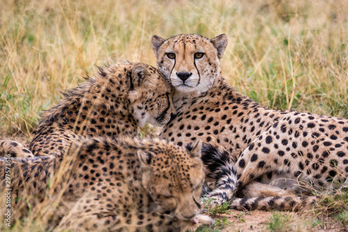 Three cheetahs lie in the grass, one looks into the camera, Namibia, Africa