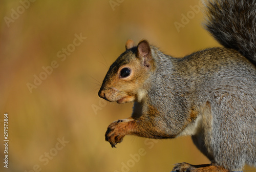 Gray Squirrel  © Carol Hamilton