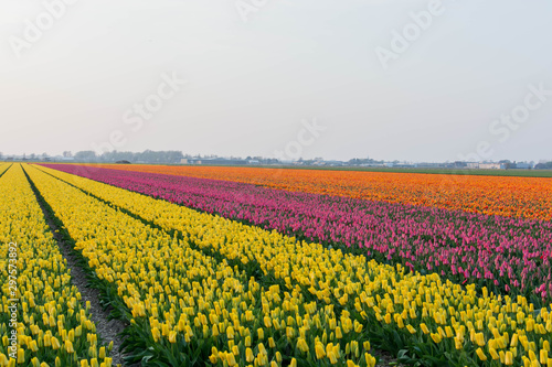 field of colorfull flowers