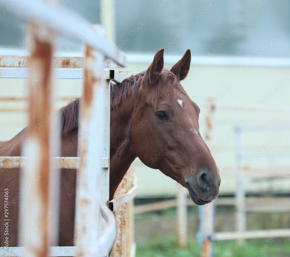 Fototapeta premium Brown horse stands behind fences