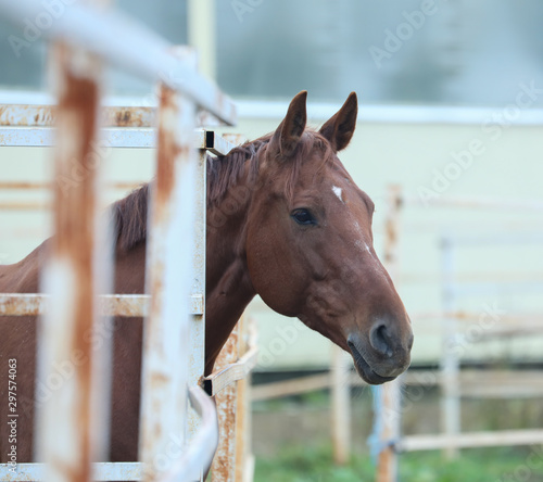 Brown horse stands behind fences