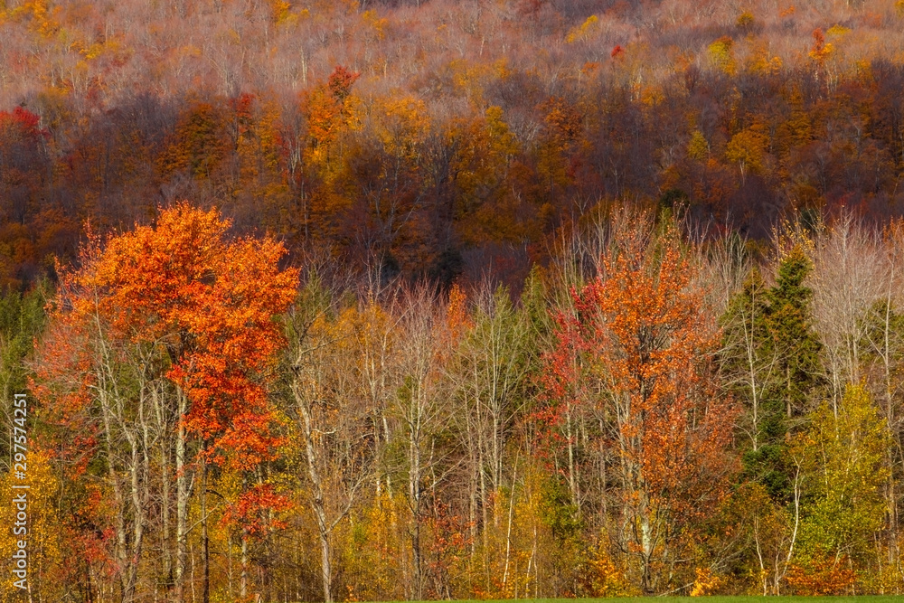 Fall Foliage on a Hillside 
