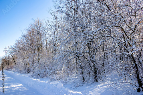 Fairy winter forest in the snow. Winter time. Beautiful winter landscape with snow.