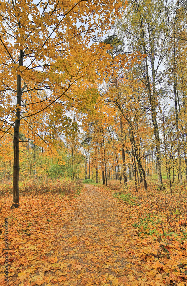 dark yellow maple leaves in autumn forest