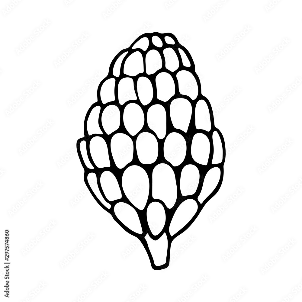 Vector hand drawn outline illustration of pine or fir cone. Black contour doodle, line art style. New Year and Christmas decoration. Coloring book design element. WInter forest botanical object Vector hand drawn outline illustration of pine or fir cone. Black contour doodle, line art style. New Year and Christmas decoration. Coloring book design element. WInter forest botanical object