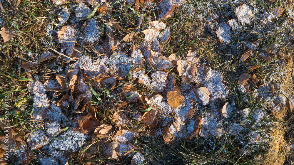 Obraz premium First snow on autumn leaves and green grass