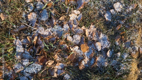 First snow on autumn leaves and green grass