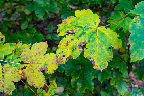 Welkende Ahornblätter im Herbst