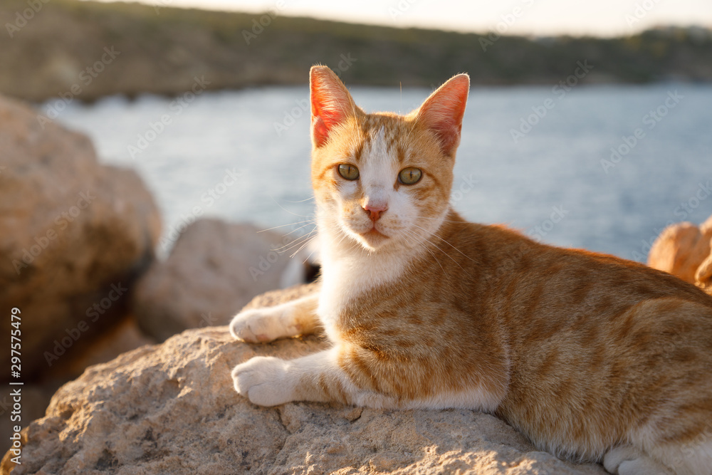 Red cat on the stony shore Red cat on the stony shore