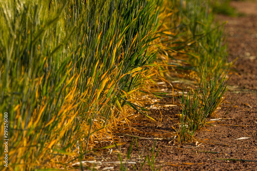 Edge rows of wheat paddock photo