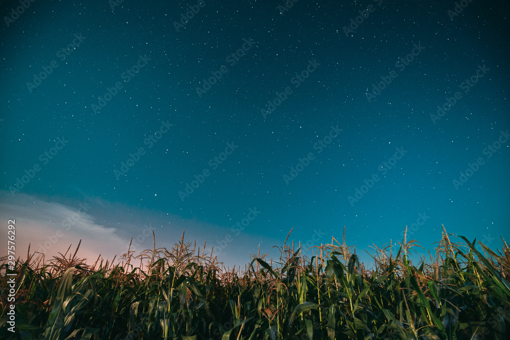 Night Starry Sky Above Green Maize Corn Field Plantation In Summer Agricultural Season. Night Stars Above Cornfield In August Month Night Starry Sky Above Green Maize Corn Field Plantation In Summer Agricultural Season. Night Stars Above Cornfield In August Month