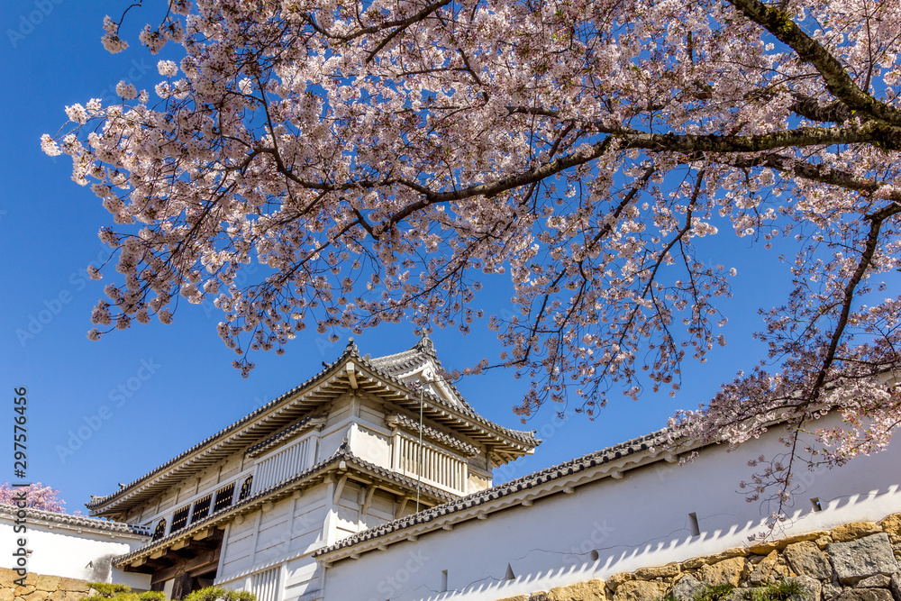 Cherry blossom and the Himeji castle in Japan Cherry blossom and the Himeji castle in Japan