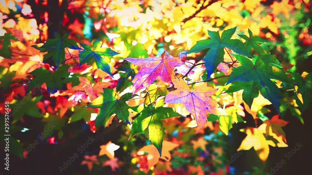 Video scene of colorful autumnal leaves moving on a tree. Sun light in crown of tree. Video scene of colorful autumnal leaves moving on a tree. Sun light in crown of tree.