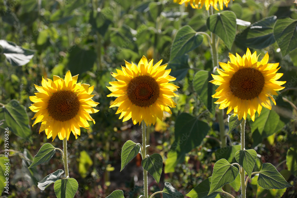 Fototapeta premium Field of sunflowers and yellow flowers.