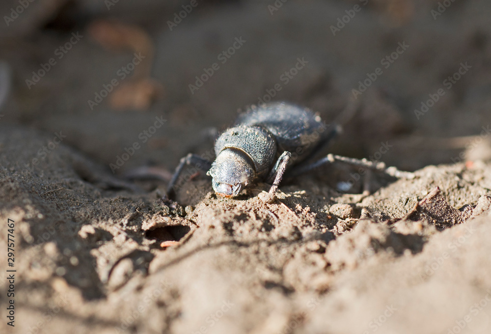 African scarab beetle feeding on soil African scarab beetle feeding on soil