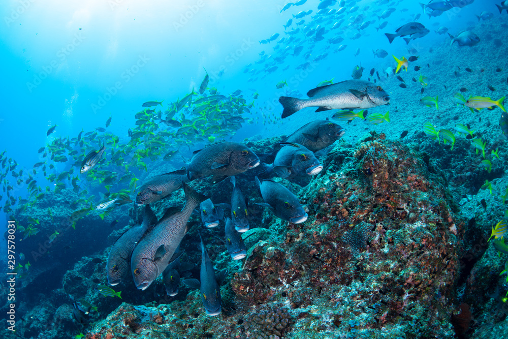 Fototapeta premium 小笠原 アジアコショウダイの群れ